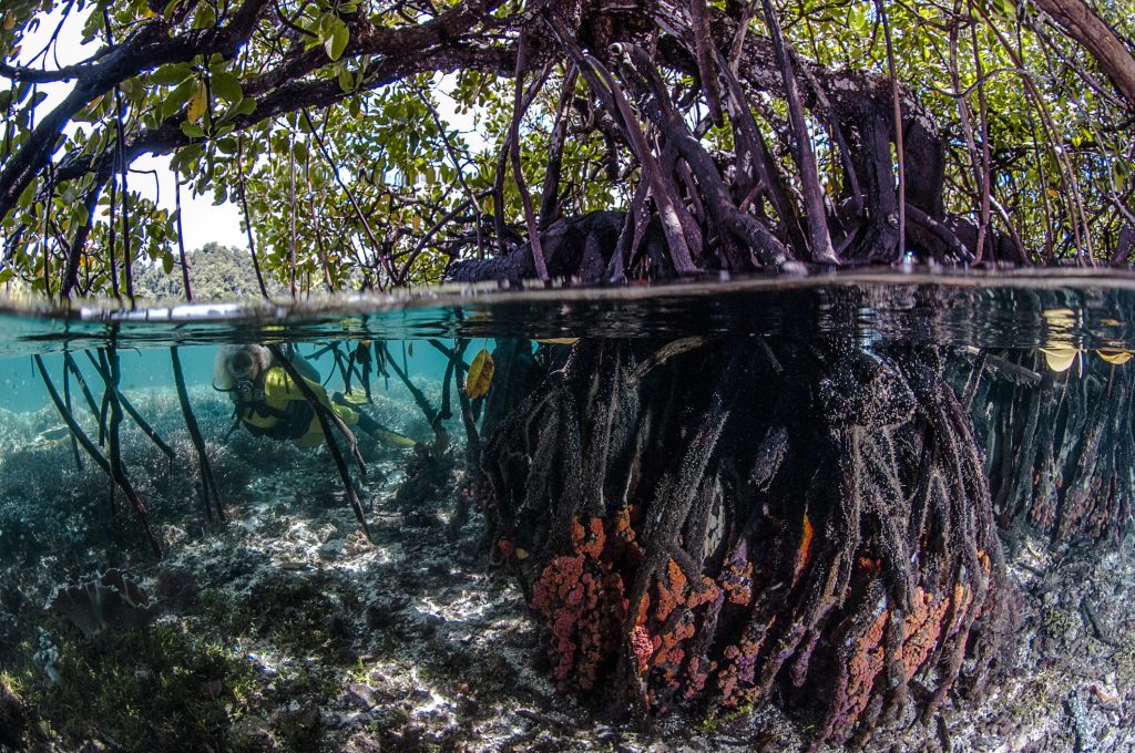 Mangroves Coral Reefs